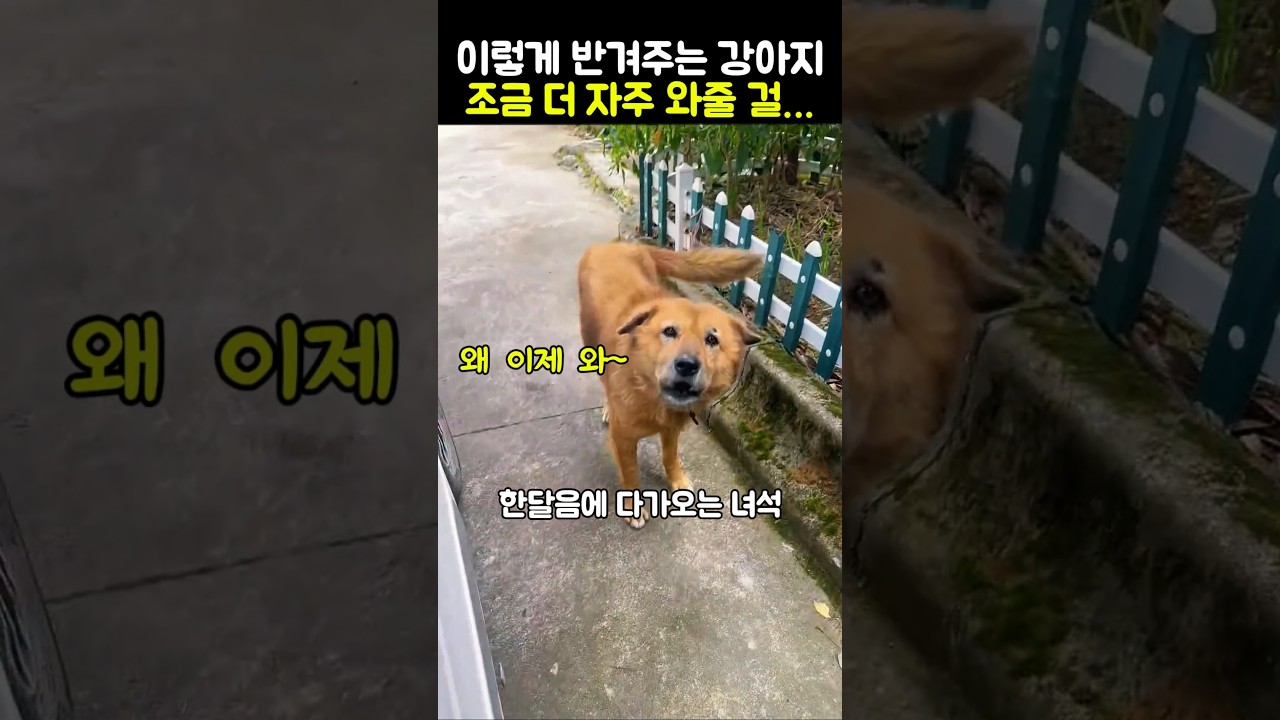 이렇게 반겨주는데 조금 더 자주 와줄 걸… #강아지 #반려견 #감동 #노견