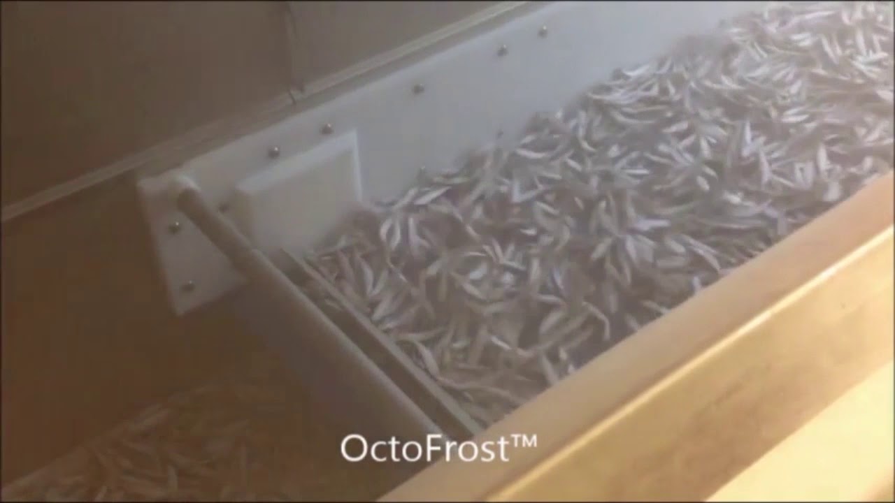 Sprats IQF OctoFrost Frozen at Bradava