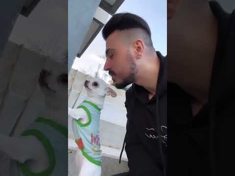 Video: Eğitim Araçları olarak Köpek Sırt Çantaları