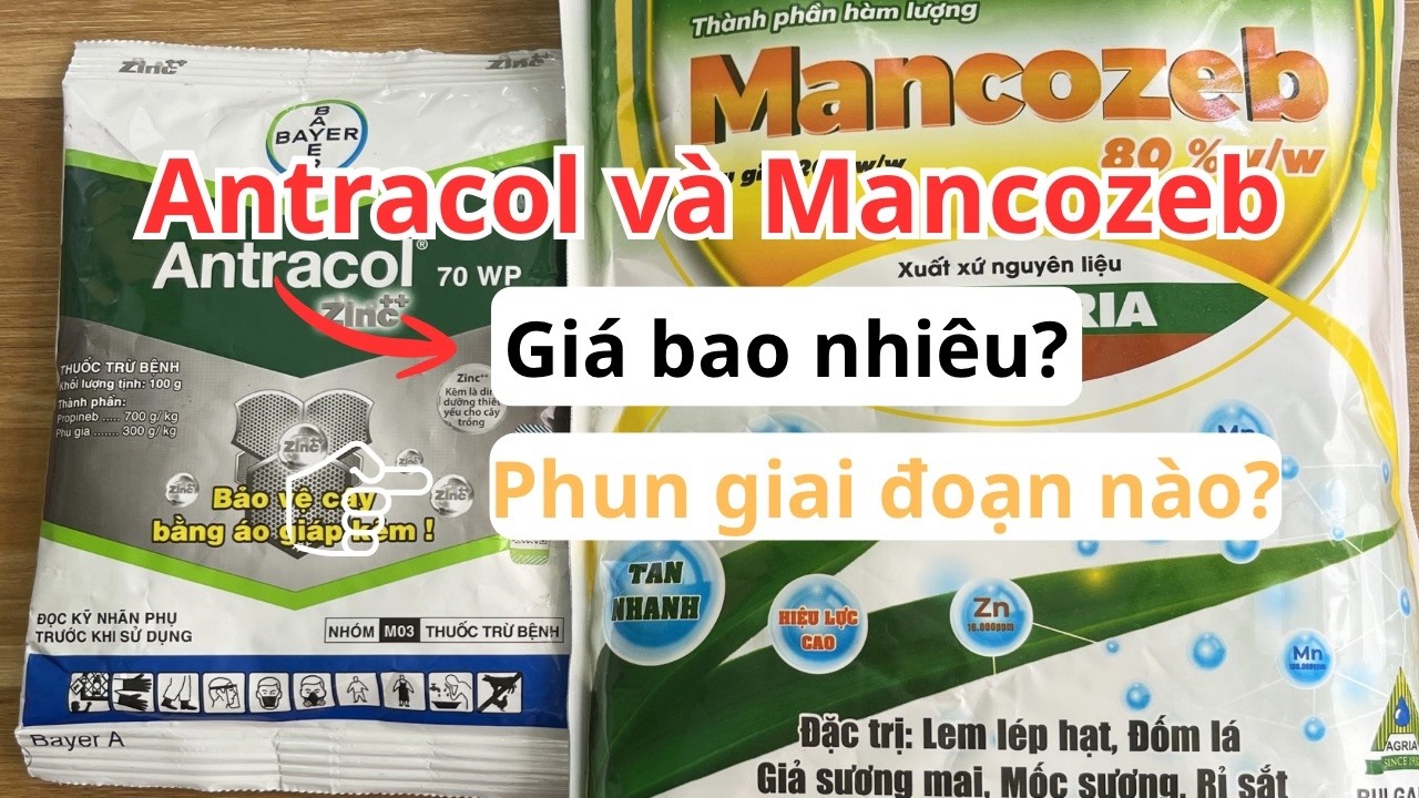Antracol và Mancozeb có tác dụng gì? Cách sử dụng và giá bao nhiêu?