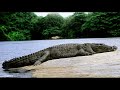 Significado de soñar con cocodrilos y caimanes - YouTube