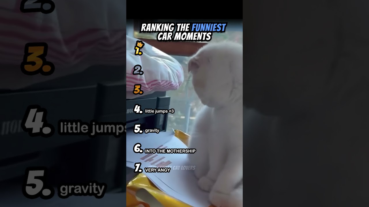 Ranking Funniest Cat Moments Part 2 #shorts #catshort #catrank #ranking