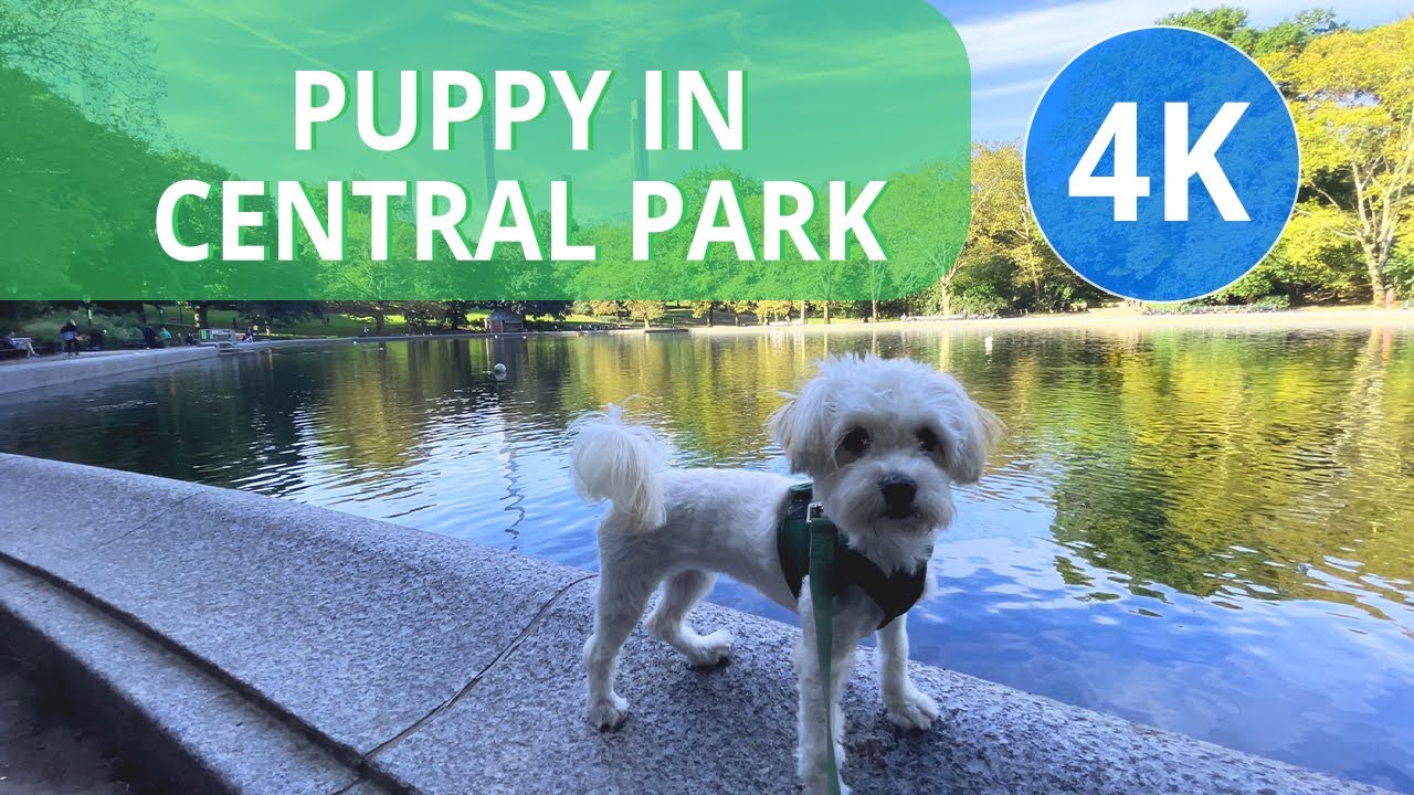Walking my Dog in Central Park (4K) New York City 2021 YouTube