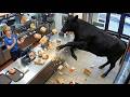 Strange Animal Behavior Caught on Camera That Left Experts Searching for Answers