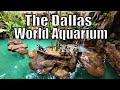 Dallas world aquarium virtual tour