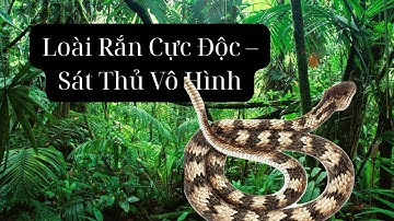 Top Những Loài Rắn Cực Độc - Sát Thủ Vô Hình Của Động Vật Hoang Dã