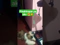 Sabit ! #shitzu #dog #shitzupuppies #shitzu_lover #puppy #cute #shorts