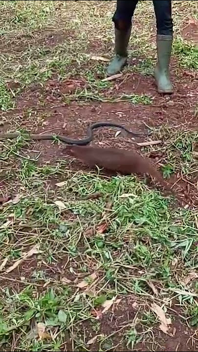Tes keberanian garangan terhadap ular 🐍 memang ganas garangan😅