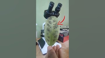 I Put Guava Under A Microscope