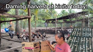 MALAKI ANG NA INCOME TODAY AT MADAMI ANG HARVEST!