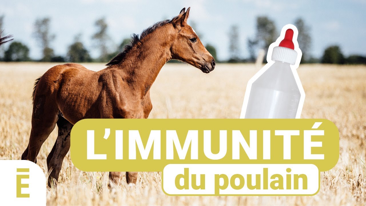 L'imperméabilisant qui prolonge la vie de la couverture de votre cheval ! 