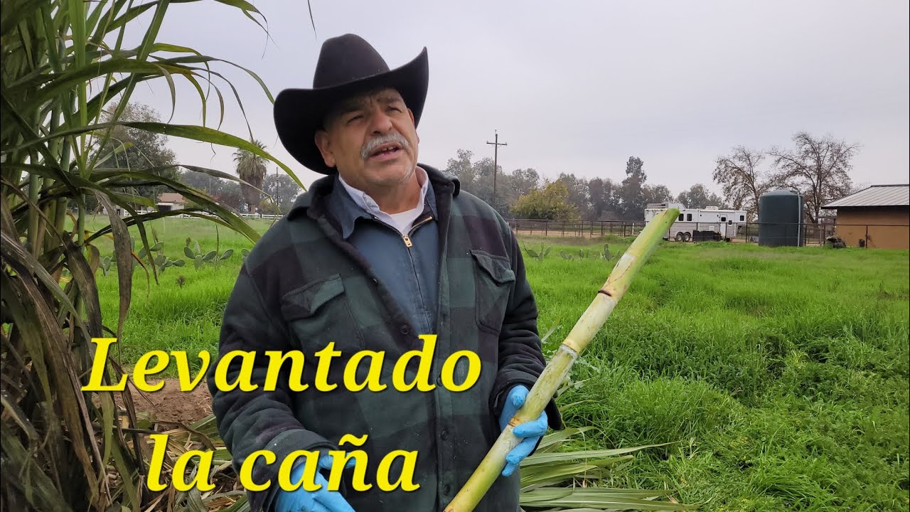 Levantado la caña