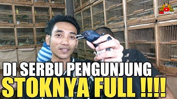 KIOS GILA ! JUAL BURUNGNYA MURAH DI SERBU PENGUNJUNG PASAR BURUNG PRAMUKA KIOS EDIE JOVANIS