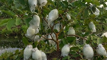 Chia sẻ cách tỉa cành tạo tán cho cây ổi mới trồng chúc các bạn xem video vui vẻ Zalo 0369531040