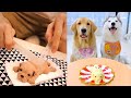 Cat and Dog Reaction to Cake - Funny Cat & Dog Cake Reaction Compilation