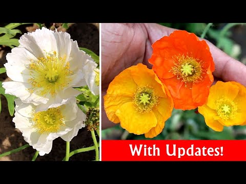 วีดีโอ: Iceland Poppy Care - วิธีปลูกดอกป๊อปปี้อาร์กติกในสวน