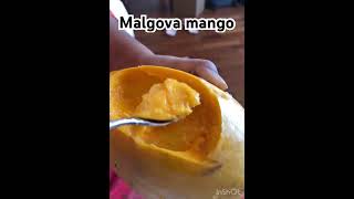 Malgova mango?? shortsvideo food mango entertainment