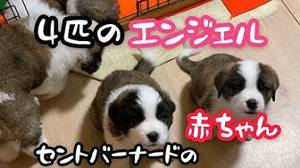 セントバーナード Youtube セントバーナード Youtube