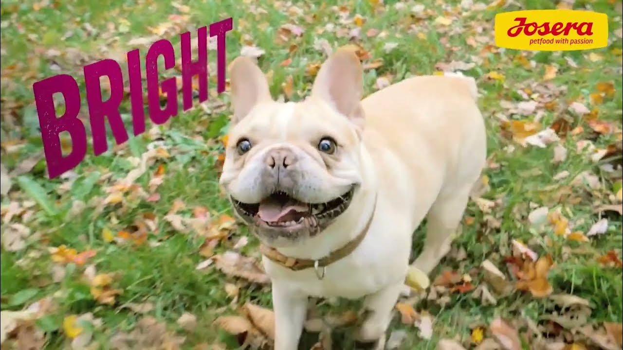 JOSERA Super Premium Pet Food YouTube