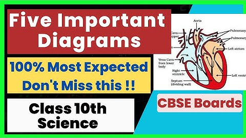 Important Diagrams Science Class 10 | Don