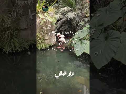 ارجع كما انت صحوا كنت ام مطرا فما حياتي انا ان لم تكن فيها حكمة اليوم  عبارات نزارقباني