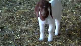 Boer Goat Kids For Sale