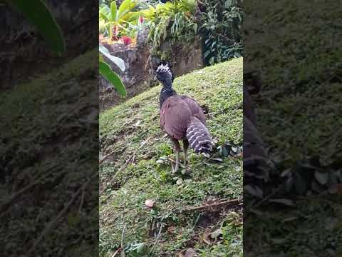 Vídeo: El curassow és un ocell?