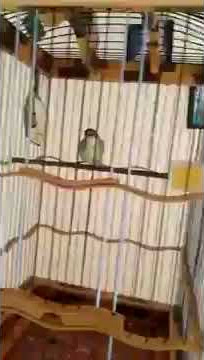 Pleci nembak sadis materi ngeri JossssSssssssss