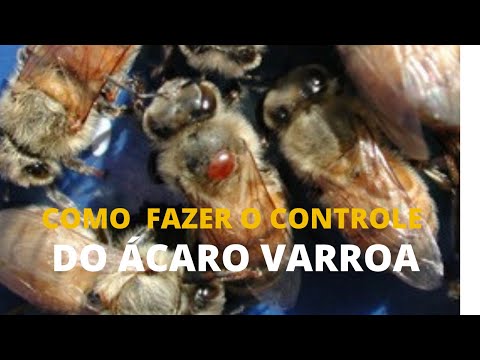 Vídeo: O que mata ácaros varroa?