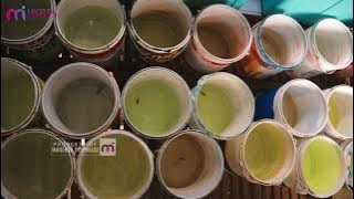 CARA BUDIDAYA IKAN GUPPY AGAR BERANAK BANYAK