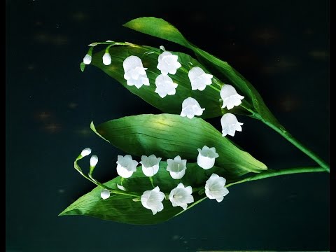 Video: Květná Konvalinka - Užitečné Vlastnosti, Rostoucí Konvalinka. Aplikování Receptů Z Konvalinky