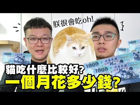 【貓吃什麼比較好？一個月花多少錢？】志銘與狸貓閒聊