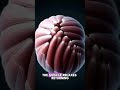 How Your Muscles Move Without You Knowing 🤯#shorts #ytshorts #science #facts #bones