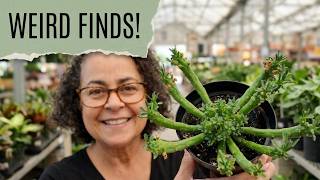 I went to Lowes looking for rare tropical plants, but I found some weird succulents!