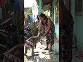 Kanguru Jadi Teman Setia Emak di Kampung! 🦘🥰#videoshort #videoviral #emakemak #kanguru