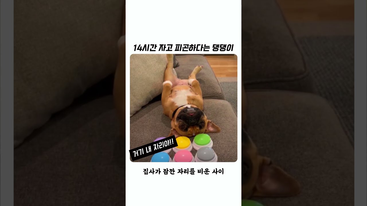 14시간 자도 피곤하다는 댕댕이 ㅋㅋㅋ #강아지 #shorts