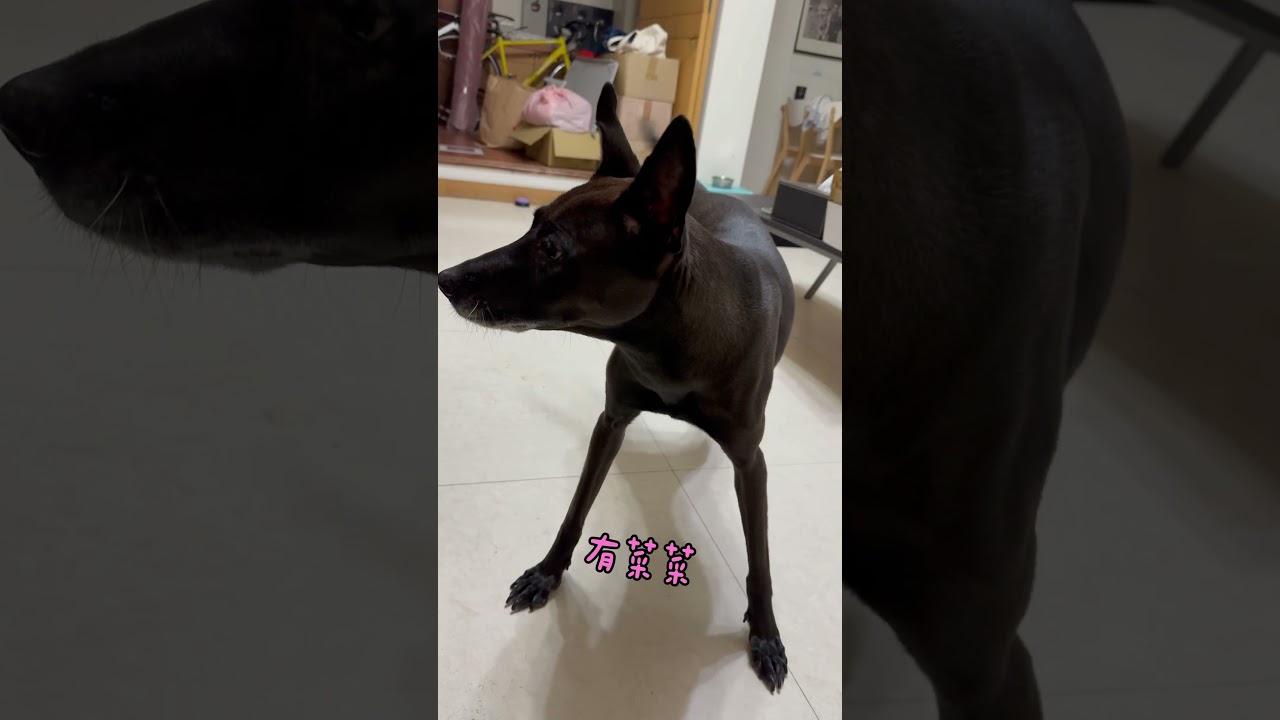 只要開心就倒退嚕🤣❤️When she is happy, she will move backward.#dogshorts 縮圖