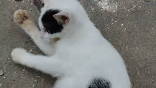 THIS CUTE CAT IS VERY MANY TO PLAY WITH