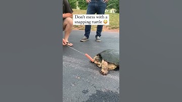 Turtle Bite Force | Snapping Turtle