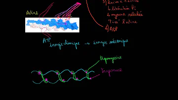 Quel est le rôle de la tropomyosine ?