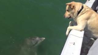 Dog talking to dolphin