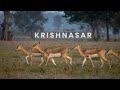 Krishnasar  blackbuck conservation area bardiya nepal