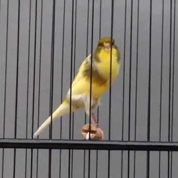 STORY WA KENARI GACOR #canary #canarysongs #kenarigacor #kenarifullisian #canarychampions