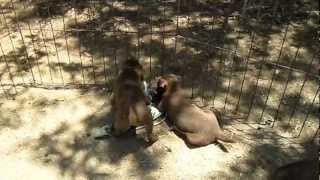 Patterdale Terrier Puppies