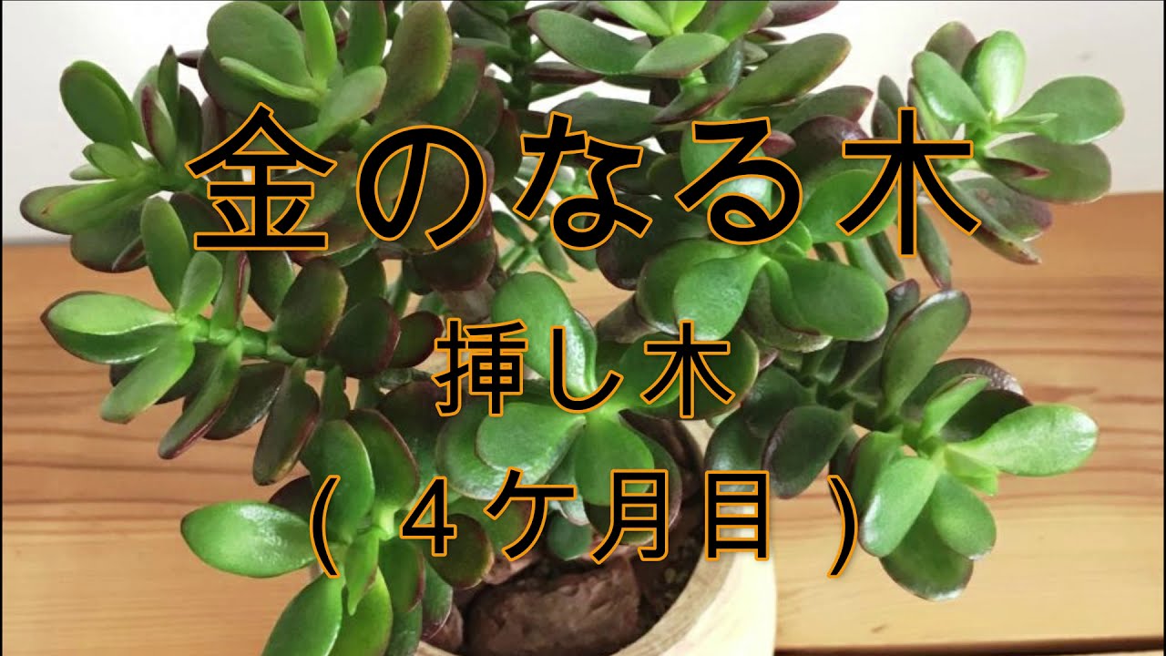 金のなる木 挿し木 4ヶ月目 YouTube 金のなる木 挿し木 4ヶ月目 YouTube