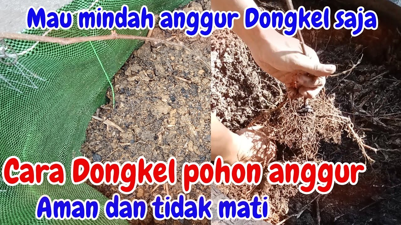 Dongkel pohon anggur yang kurang matahari