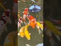 Beautiful fish #fish