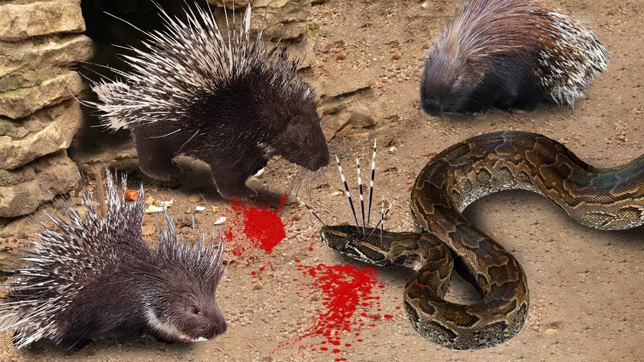 QUAND LES ANIMAUX SE PRENNENT AU MAUVAIS ADVERSAIRE Lama Faché