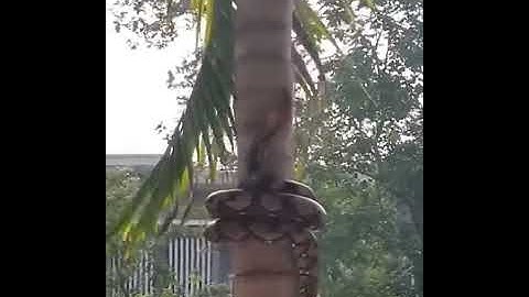 Python climbing coconut tree