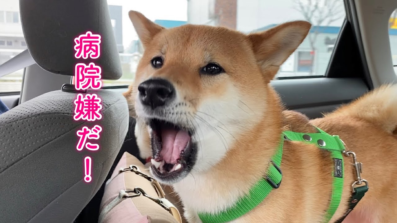 病院が近づくにつれ叫ぶようになってしまった柴犬(T-T)